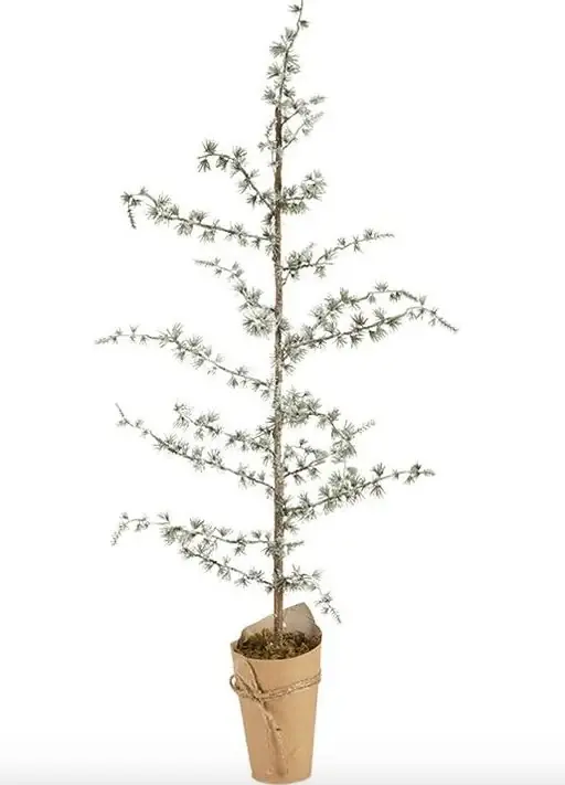 Cederträd – 50 cm - Rea